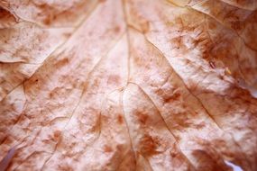 leaf plant leaves nature natural