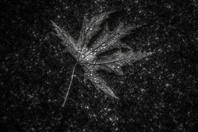 leaf hdr texture black and white