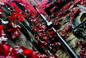 red ivy in autumn