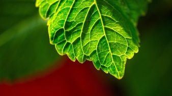 green leaf plant nature texture