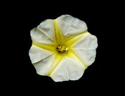 flower yellow white
