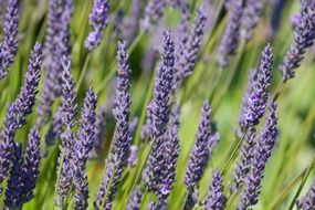 lavender flowers background