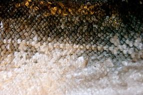 scale fish skin gold eat food