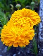 macro view of yellow flowers