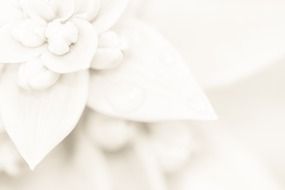 light wedding flower background