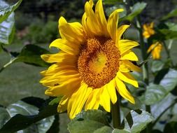 sunflower yellow floral blossom