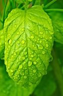 drops water macro leaf leaves