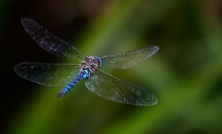 dragonfly fly background blurred