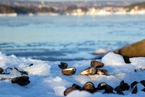 shells on the ice