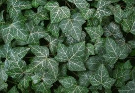 leaves leaf plant green garden