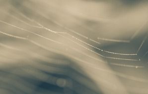 dew web background green summer