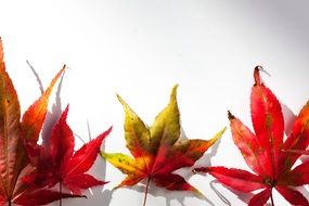 japanese maple leaves on the white background