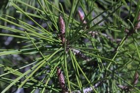 nature pine needles tree green