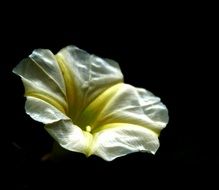 white and yellow flower on a black background