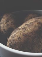 potato plant eating closeup nature