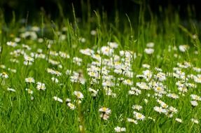 green meadow with white flowers