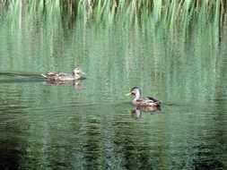 duck wild ducks pond lake reeds