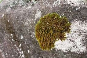 green mosses rocks grey gray hard