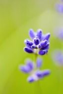 purple flower on the blurred background