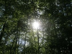 sun rays in the forest