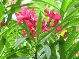 pink flowers greenery