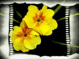 yellow flower film frame textured