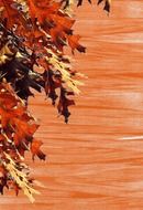emerge autumn background red oak