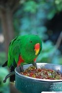 parakeet zoo feeding bird nature