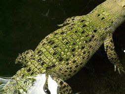 saltwater crocodile in the water