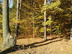 autumn forest in te sun
