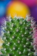 cactus plant thistle tequila dew