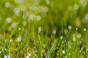 wet meadow grass