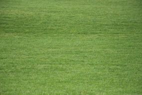 grass meadow summer structure