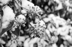 branch of a bush in the cold