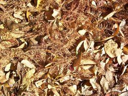 leaves foliage dried autumn