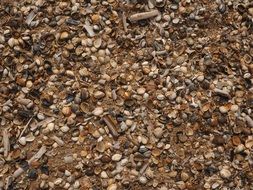 shells beach sea shell background