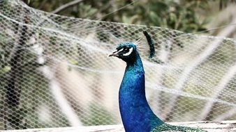 peacock bird animal feather