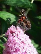 insect colorful butterfly fly blossom flower