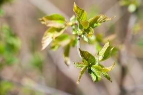 tree leaves close