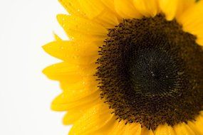 white background flower yolk