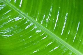 background detail dew drop flora