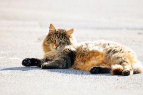 adorable cat lying on the road