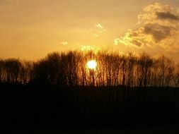 background evening sunset forest