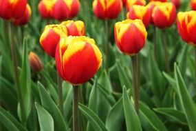 red-yellow tulips