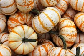 white orange pumpkin gourd patch