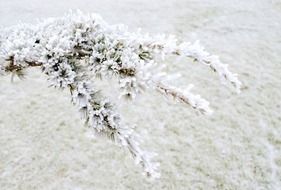 frosted pine branch as background