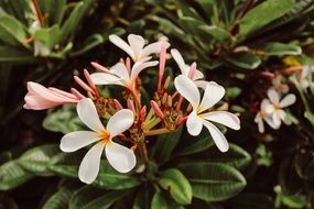 flowers green white plumeria