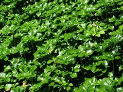 green leaves plants greenery