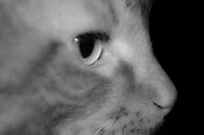 profile portrait of a cat