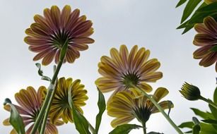bottom view of garden flowers
